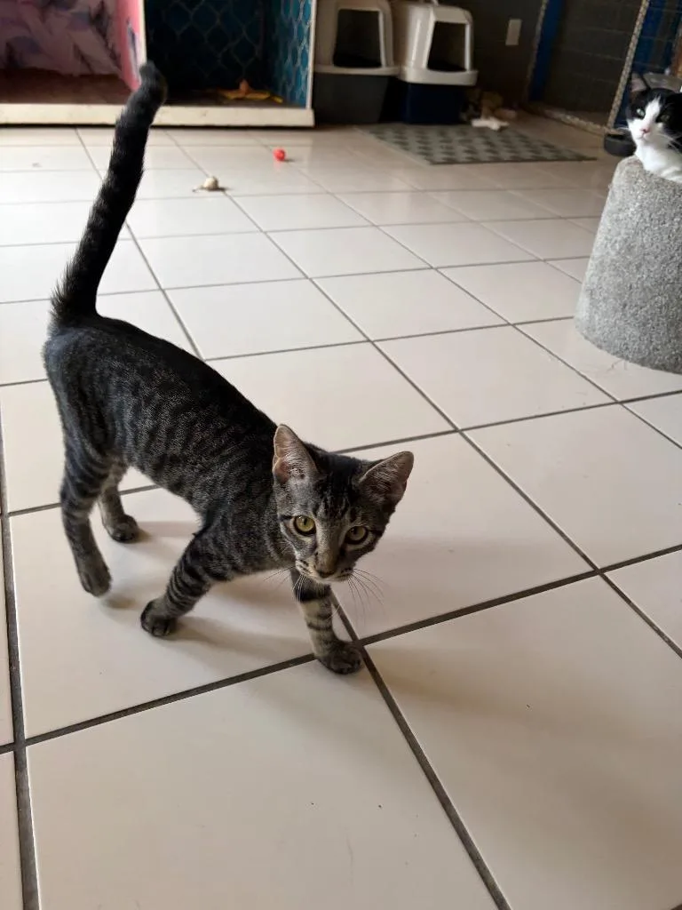 A baby small-sized female Domestic Short Hair cat named Neytiri for adoption in Big Spring, TX