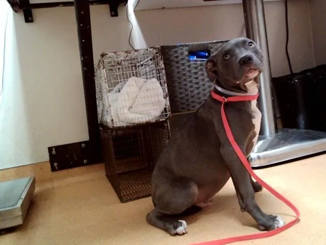 A baby small-sized male Pit Bull Terrier dog named Ted for adoption in Martinez, CA