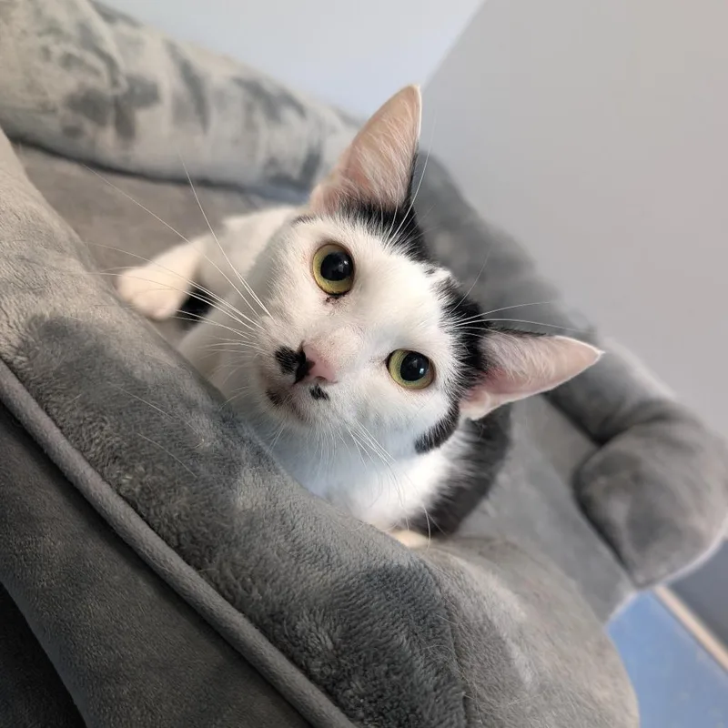 A young medium-sized female White Domestic Short Hair cat named Isla for adoption in Watertown, NY
