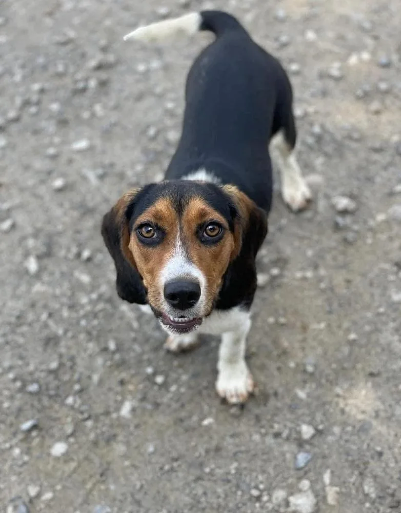 An adult small-sized female Tricolor (Brown, Black, & White) Beagle dog named Aster for adoption in Silsbee, TX