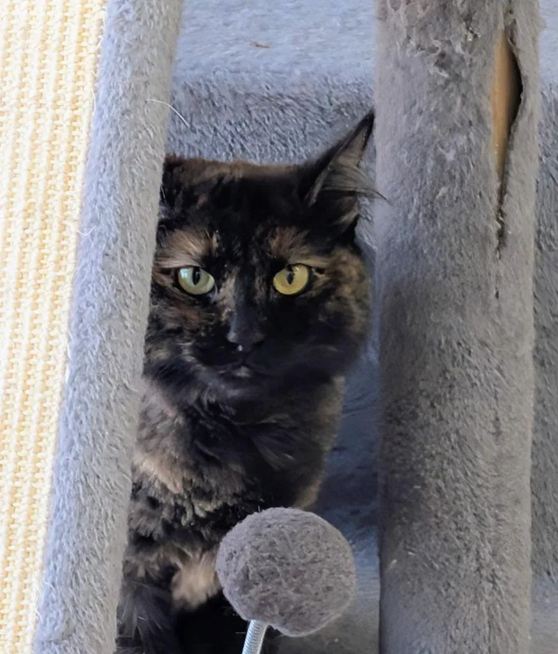 An adult medium-sized female Domestic Short Hair cat named Mimi for adoption in San Pedro, CA