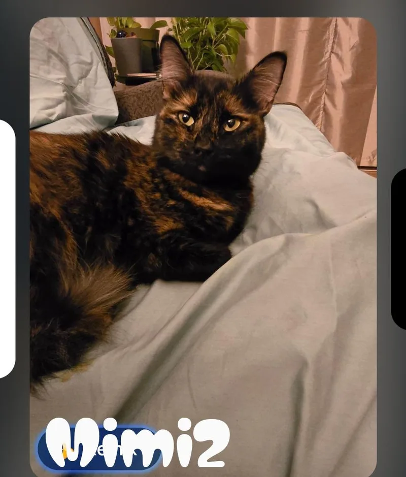 Mimi thumbnail 3