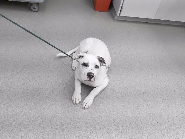 A young medium-sized male Labrador Retriever dog named Jeremiah for adoption in Omaha, NE