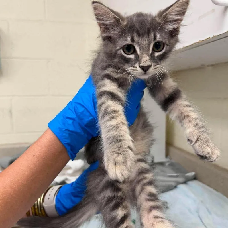 A baby small-sized male Gray / Blue / Silver Domestic Short Hair cat named Carson for adoption in Bastrop, TX
