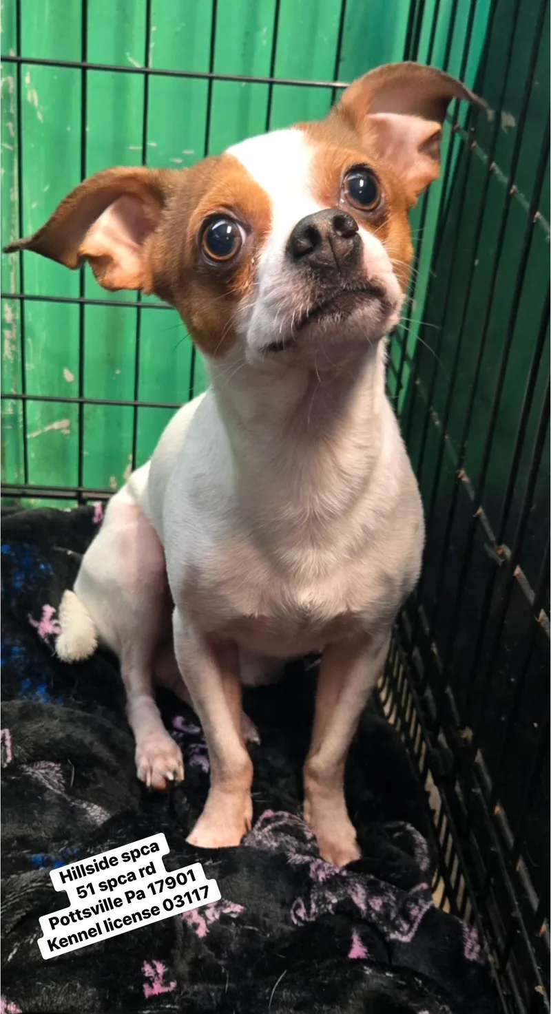 A young small-sized male Tricolor (Brown, Black, & White) Chihuahua dog named Joe for adoption in Pottsville, PA