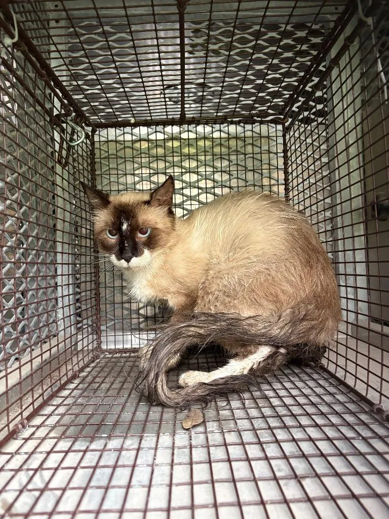 A young medium-sized male Siamese cat named Coconut for adoption in New Braunfels, TX