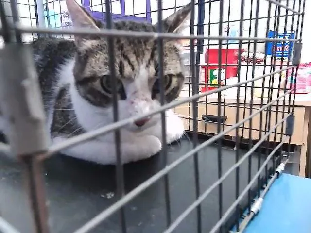 A young medium-sized male Domestic Short Hair cat named Kee for adoption in Tulsa, OK