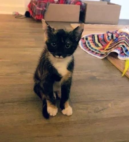 A baby medium-sized female Calico cat named Pepper Potts for adoption in Waynesboro, VA