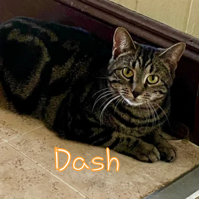 A young medium-sized male Domestic Short Hair cat named Dash for adoption in Little Falls, NY