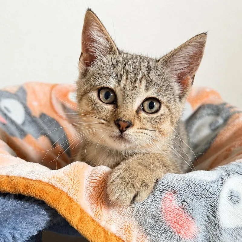 A baby small-sized female Gray / Blue / Silver Domestic Short Hair cat named Starbie for adoption in Normal, IL