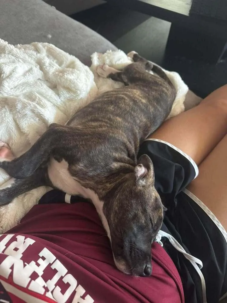 A baby large-sized female Brindle Mixed Breed dog named Ham for adoption in Lincoln, NE