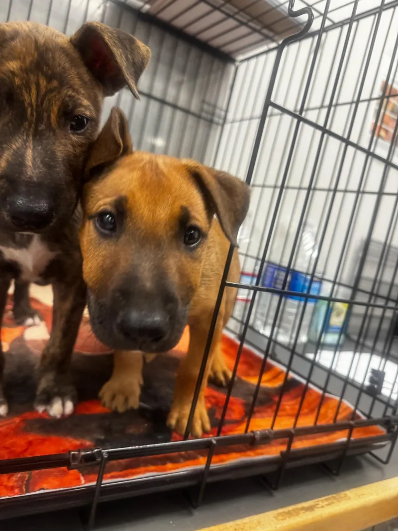 A baby small-sized male Bull Terrier dog named Frankie for adoption in Van Nuys, CA