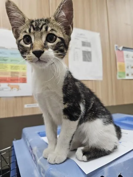 A baby small-sized male Domestic Short Hair cat named Crayola for adoption in Kennewick, WA