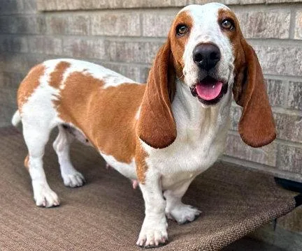 A young medium-sized female Basset Hound dog named Mimi for adoption in Mays Landing, NJ