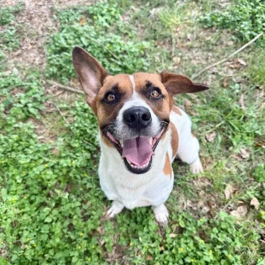 Topo Chico thumbnail 2