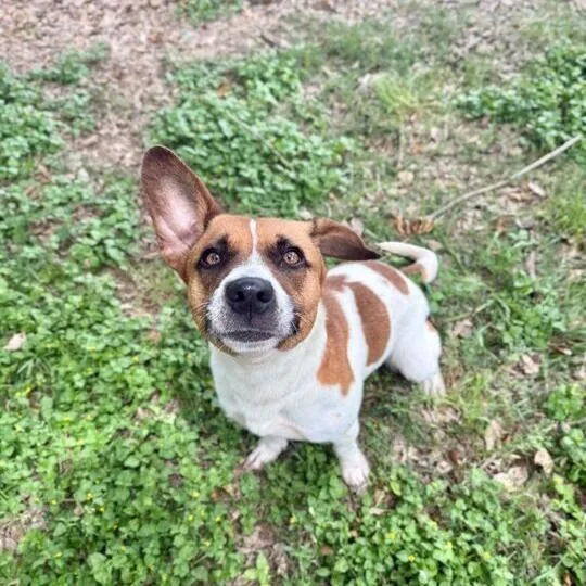 Topo Chico thumbnail 3