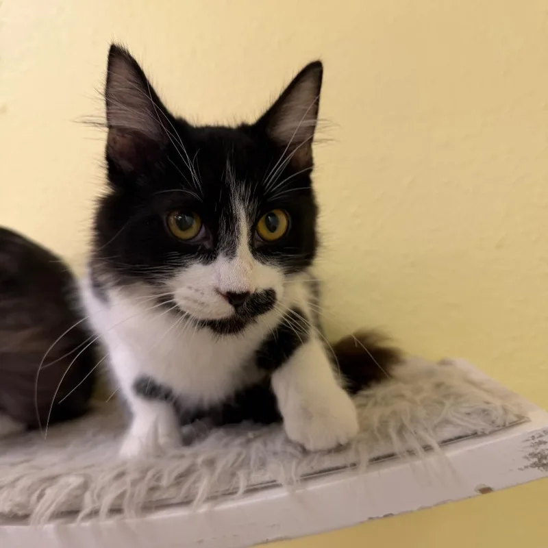 A baby small-sized male Black Domestic Long Hair cat named Sir Duke for adoption in Las Vegas, NV
