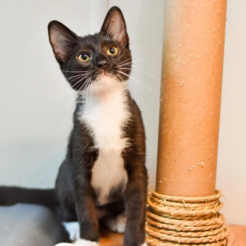 A baby small-sized female Black Domestic Short Hair cat named Junebug for adoption in Kailua Kona, HI
