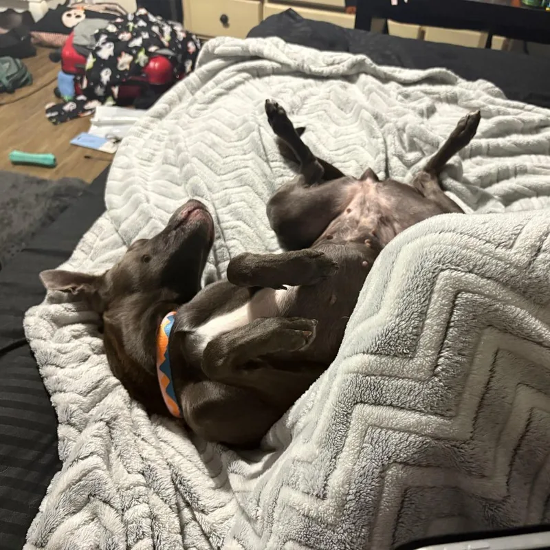 An adult medium-sized female Gray / Blue / Silver Whippet dog named Sally for adoption in Corpus Christi, TX