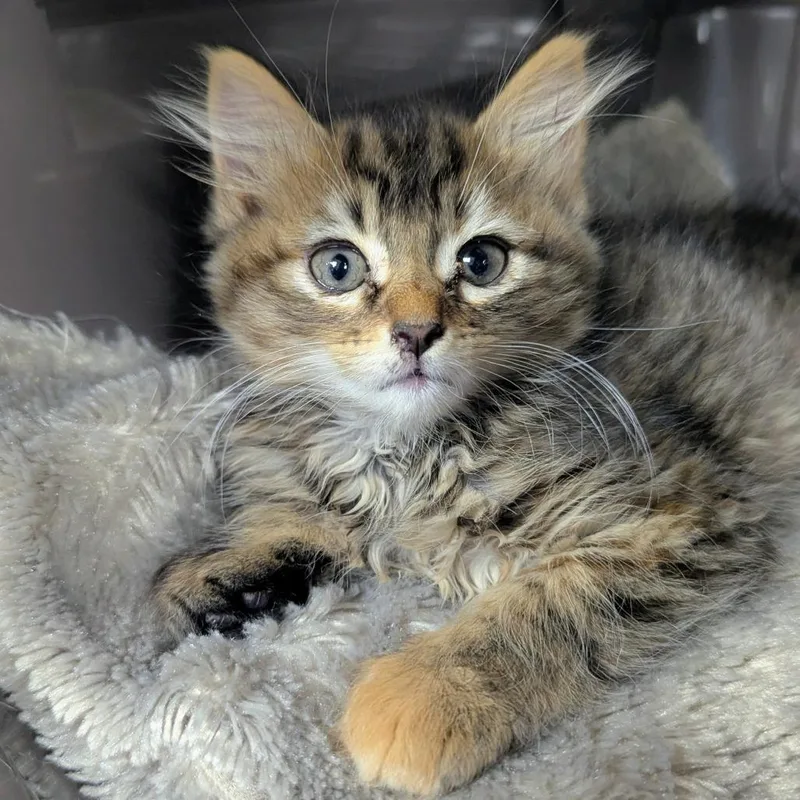 A baby small-sized female Torbie Domestic Long Hair cat named Valerie for adoption in Brighton, MO