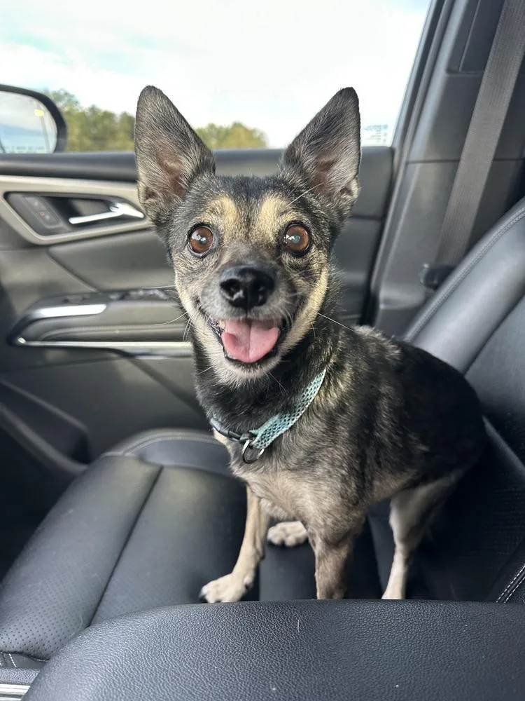 A senior small-sized male Brown / Chocolate Chihuahua dog named Toby for adoption in Shawnee, OK