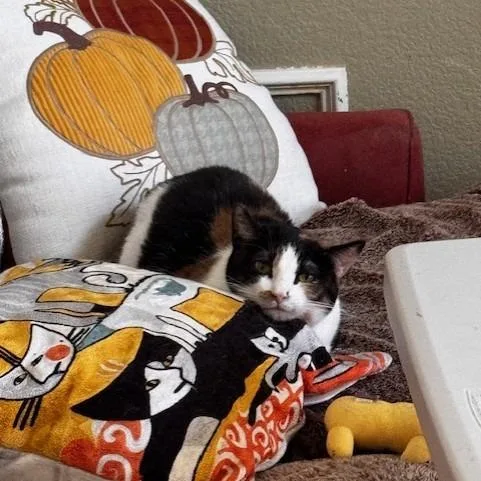 An adult medium-sized female Calico Domestic Short Hair cat named Phoebe C for adoption in Prosper, TX