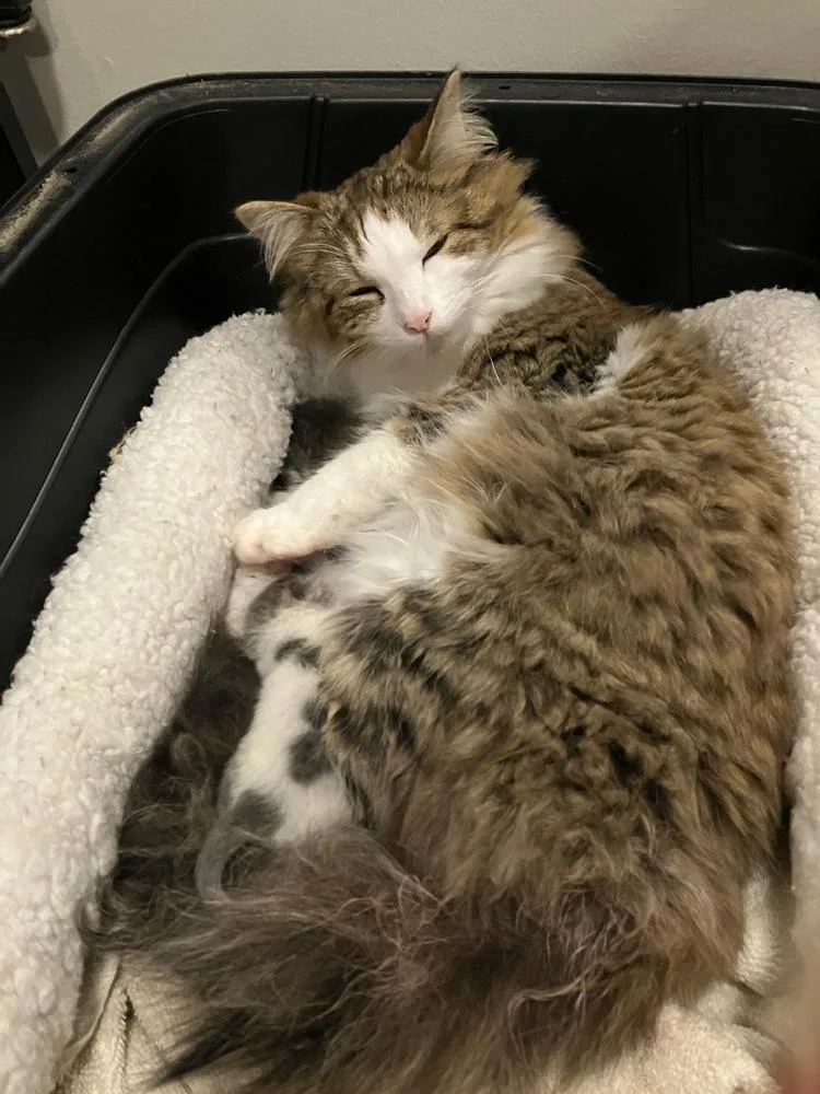 An adult medium-sized female Domestic Long Hair cat named Kisses for adoption in China Township, MI