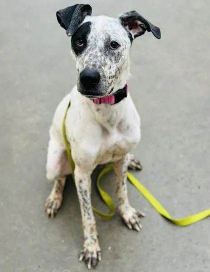 Polka Dot thumbnail 3