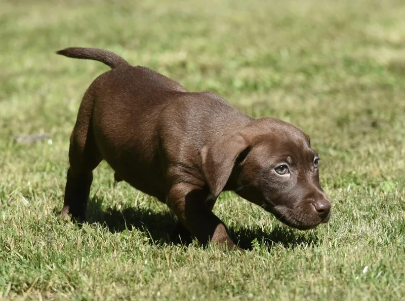 A baby small-sized male Dachshund dog named Jellybean for adoption in Mechanicsburg, PA