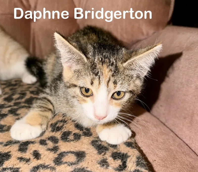 A baby small-sized female Domestic Short Hair cat named Daphne for adoption in Dixon, CA