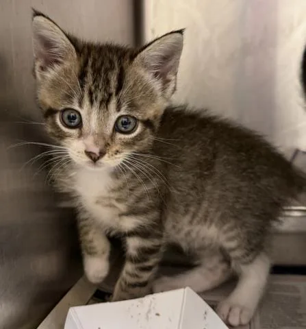 A baby small-sized male Domestic Short Hair cat named Sigma for adoption in Los Angeles, CA