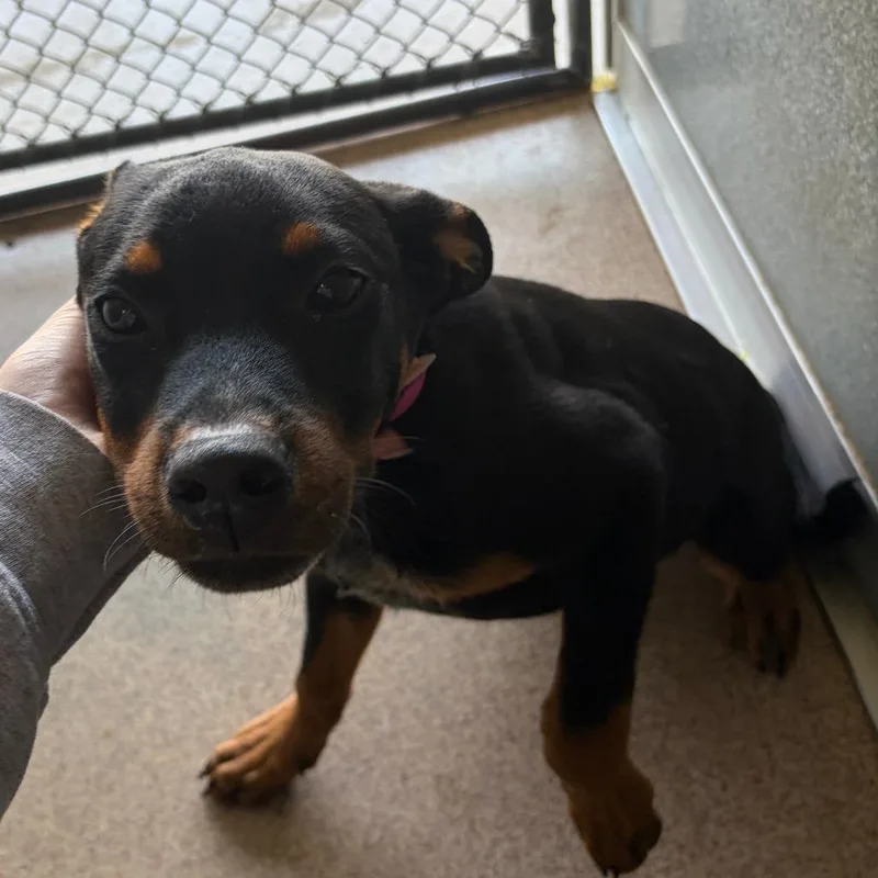 A baby small-sized female Black Australian Cattle Dog / Blue Heeler dog named Nyla for adoption in Ardmore, OK