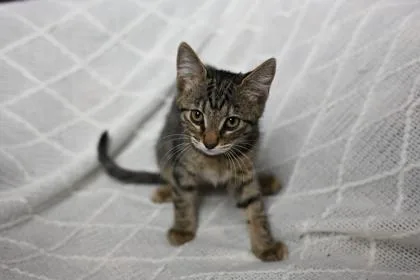 A baby medium-sized female Domestic Short Hair cat named Wario for adoption in Savannah, GA
