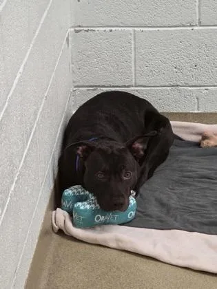 An adult medium-sized female American Bulldog dog named Sc Helena for adoption in North Miami Beach, FL