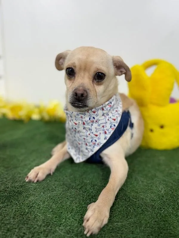 A young small-sized male White / Cream Pug dog named Scooby for adoption in Carlsbad, CA