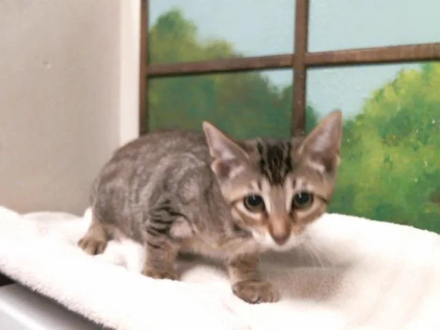 A baby small-sized female Domestic Medium Hair cat named Carla for adoption in Houston, TX