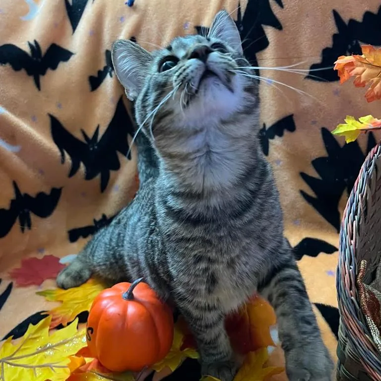 A baby small-sized male Brown / Chocolate Domestic Short Hair cat named Oscar for adoption in Coralville, IA