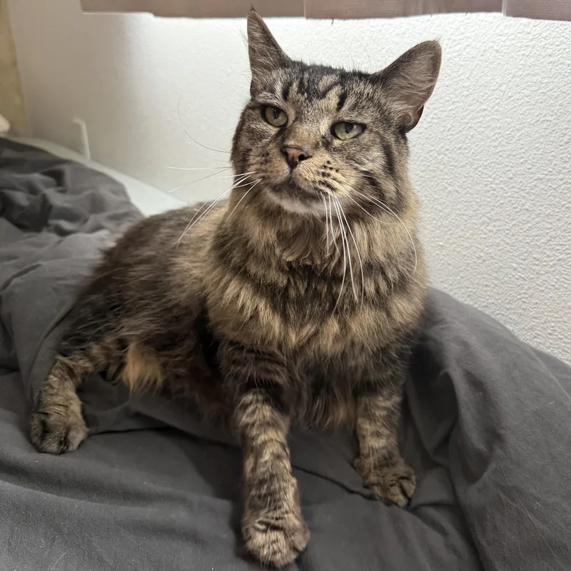 An adult large-sized female Tabby (Brown / Chocolate) Domestic Medium Hair cat named Cocoa for adoption in Rochester, WA