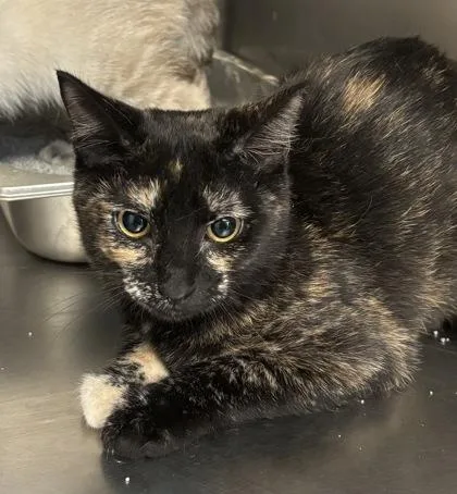 A baby small-sized female Domestic Short Hair cat named Buttercup I AM for adoption in East Brookfield, MA