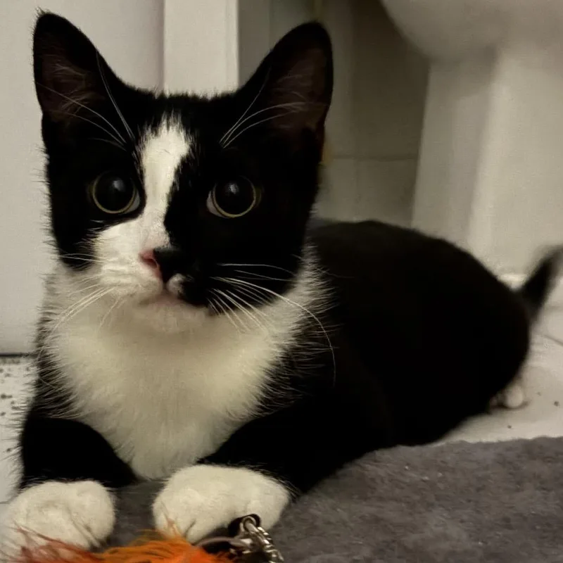 A baby small-sized female Brown / Chocolate Domestic Short Hair cat named Martini for adoption in Howard beach, NY