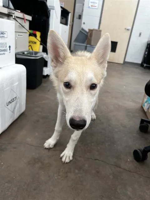 A young large-sized female Mixed Breed dog named Shelby for adoption in Dallas, TX