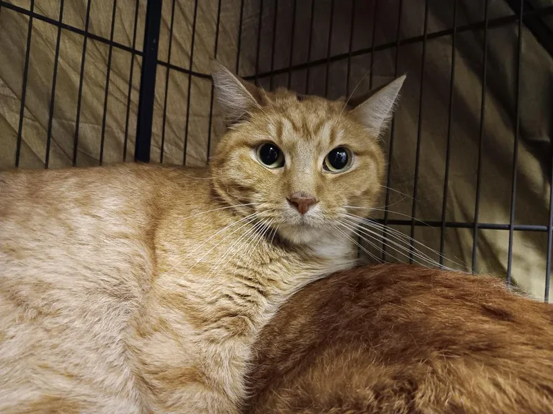 An adult large-sized male Domestic Short Hair cat named Baby for adoption in New Braunfels, TX