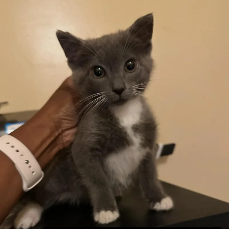 A baby small-sized female Gray / Blue / Silver Domestic Short Hair cat named Trey Home to for adoption in South Elgin, IL