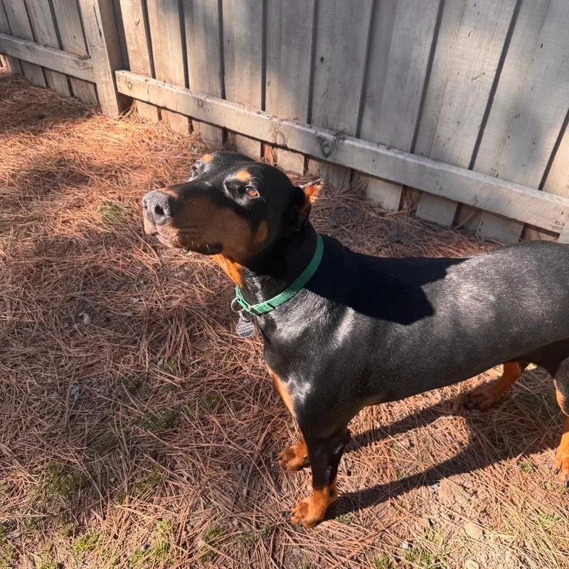 An adult large-sized female Black Doberman Pinscher dog named Faine for adoption in Incline Village, NV