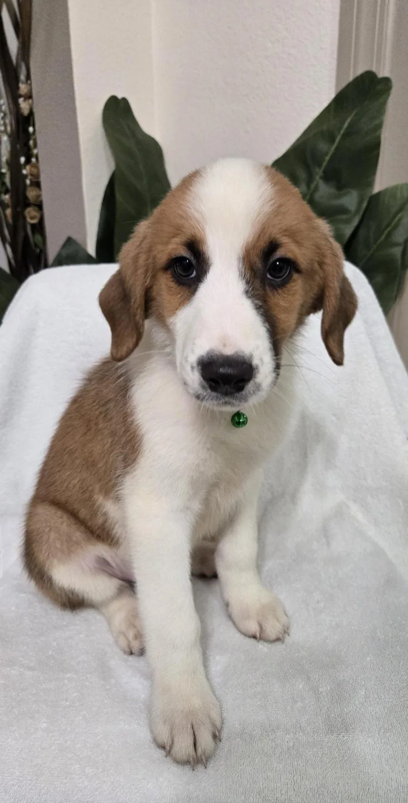 A baby large-sized male Shepherd dog named Doughnut for adoption in Orlando, FL