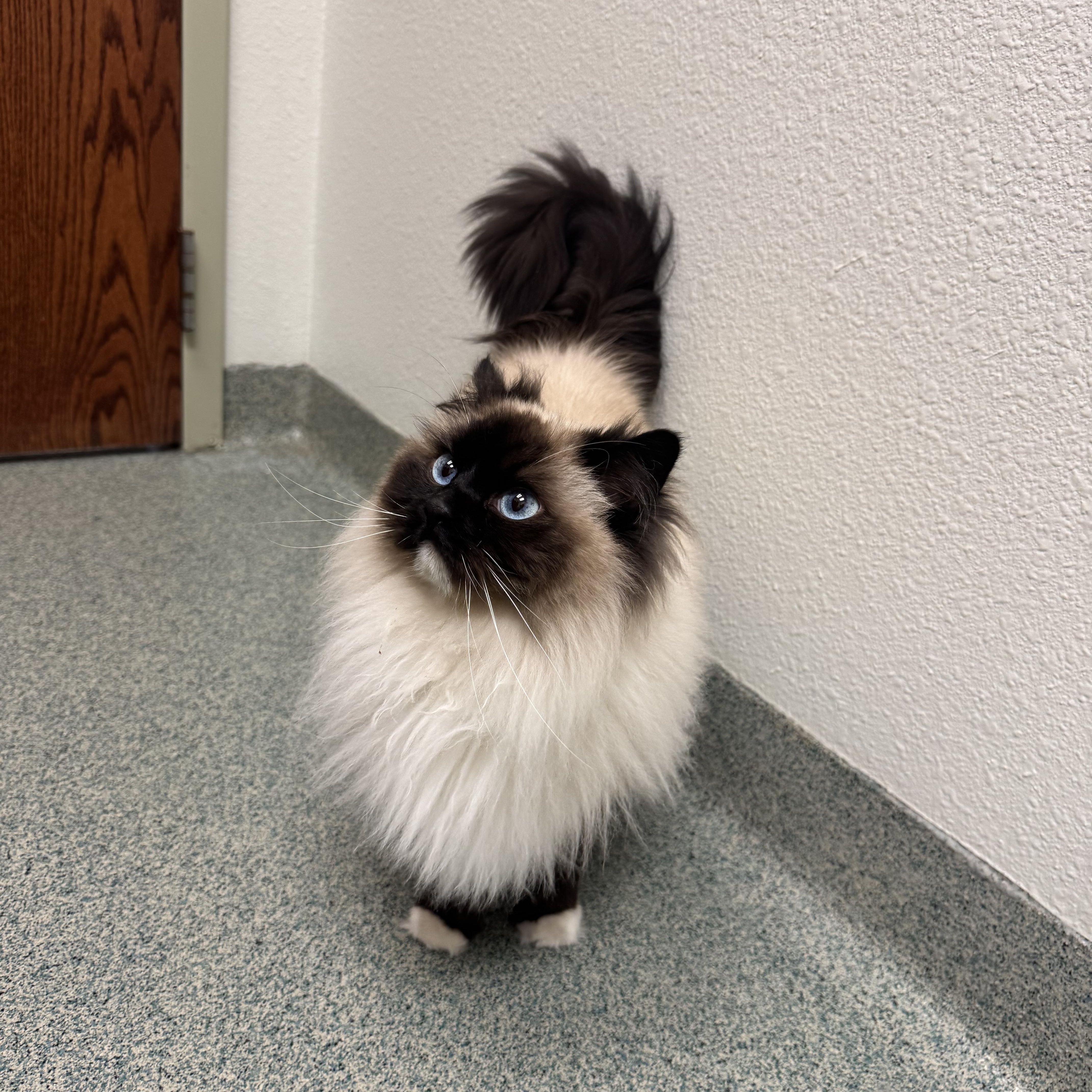 An adult large-sized female Seal Point Ragdoll cat named Mazie And Zander for adoption in Lees Summit, MO