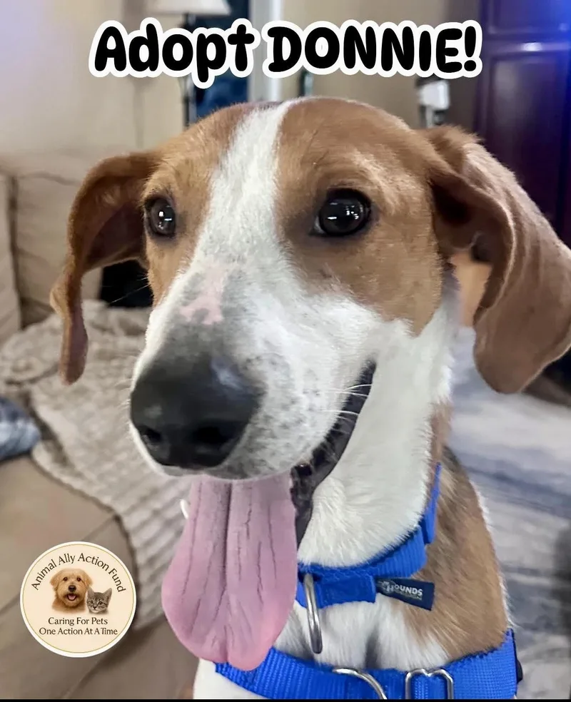 An adult medium-sized male Hound dog named Donnie for adoption in Bolivia, NC