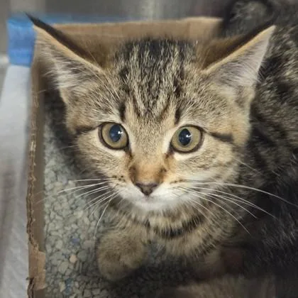 A baby small-sized female Domestic Short Hair cat named Maggie for adoption in Voorhees, NJ