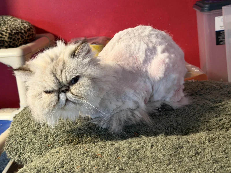 An adult medium-sized female Himalayan cat named Missy Declaw for adoption in Broomall, PA