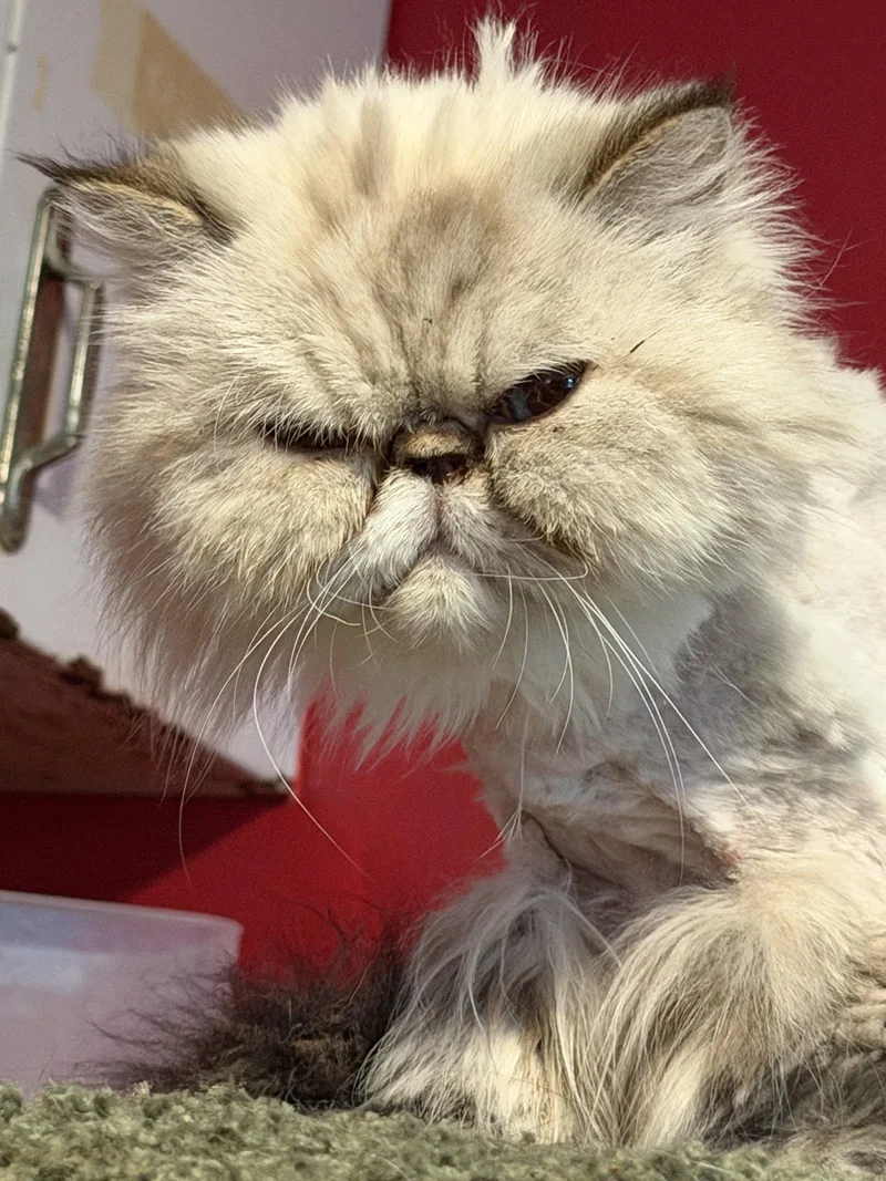 Missy Declaw thumbnail 2